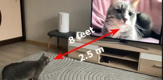 Distância de visualização de um televisor de 65 polegadas